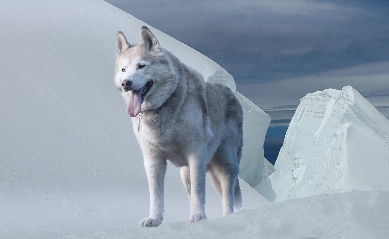 husky dog glacier free photo