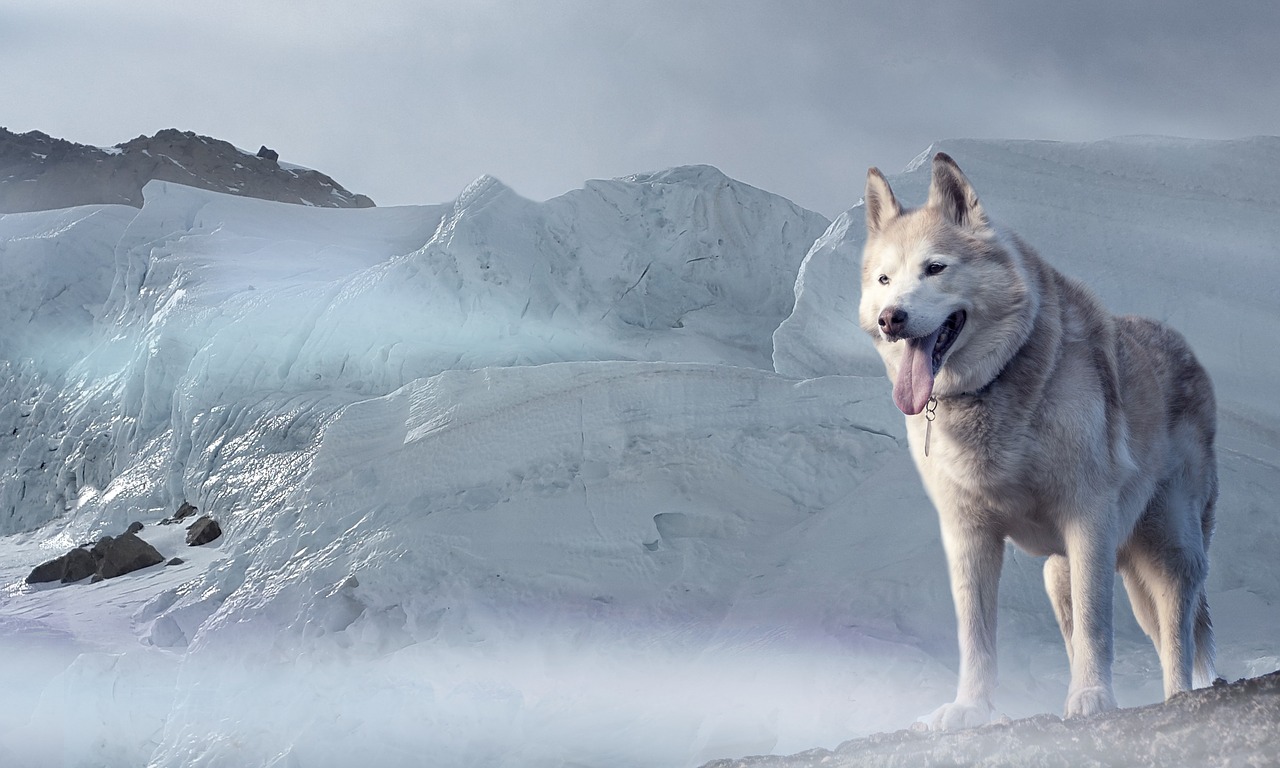 husky dog glacier free photo