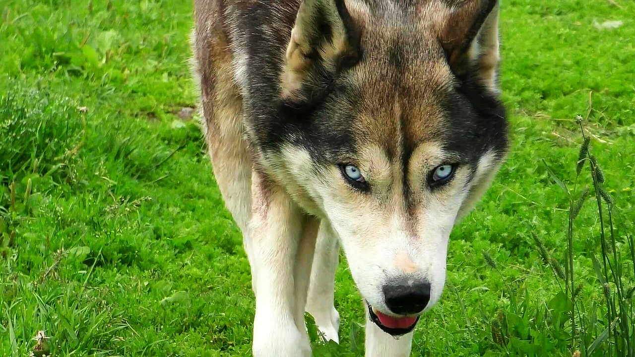 husky wolf dog free photo