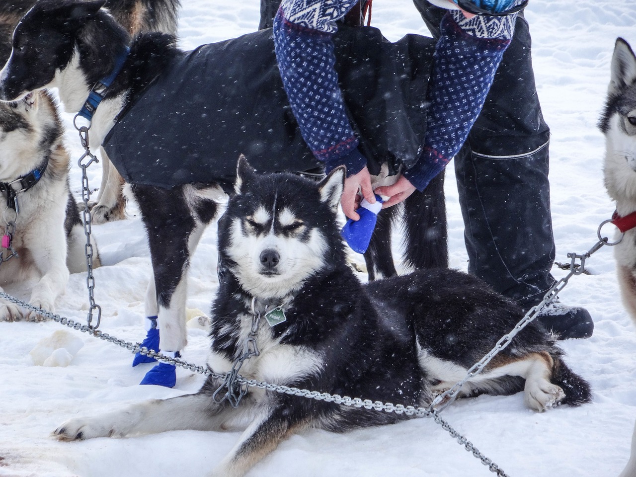 husky dog animal free photo