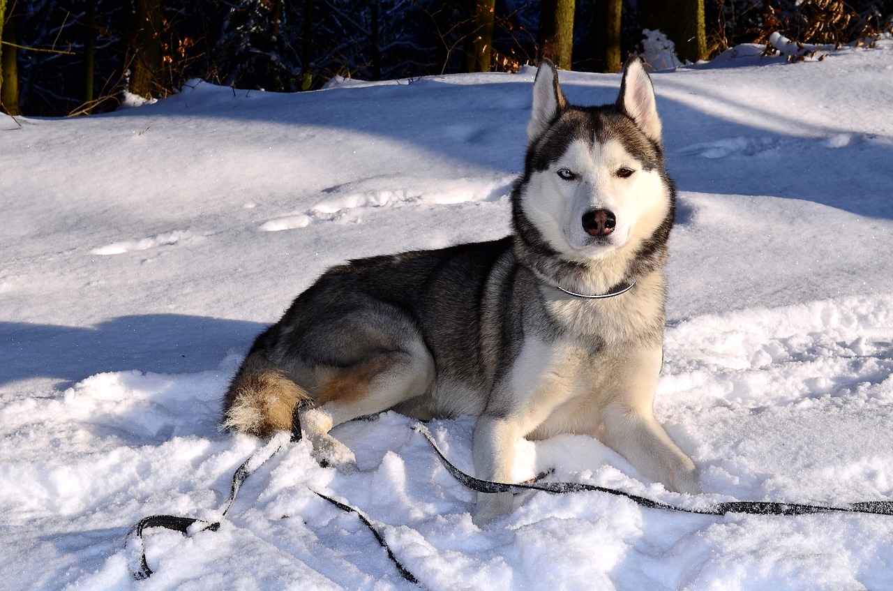 husky dog siberian husky free photo