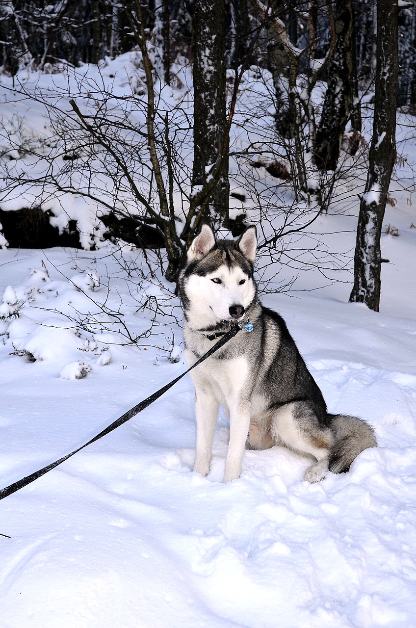 husky dog siberian husky free photo