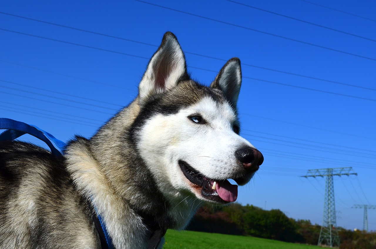 husky sled dog siberian husky free photo