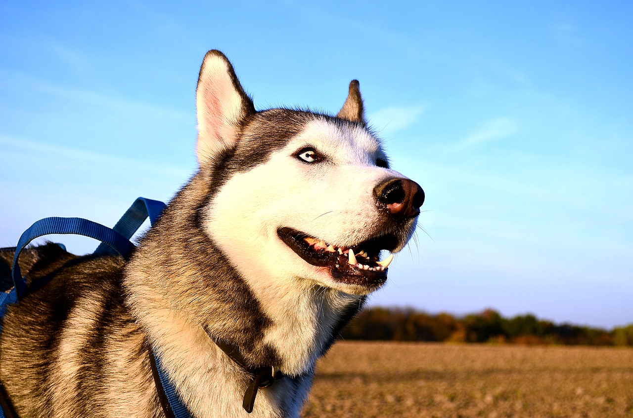 husky sled dog dog free photo