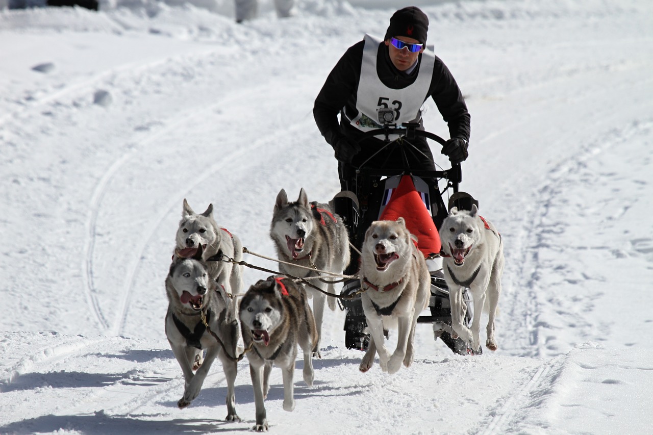 husky dog face free photo