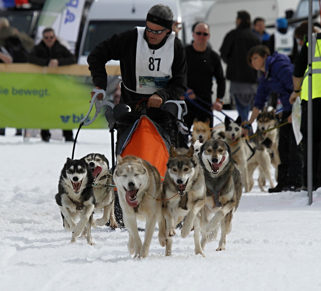 husky dog face free photo