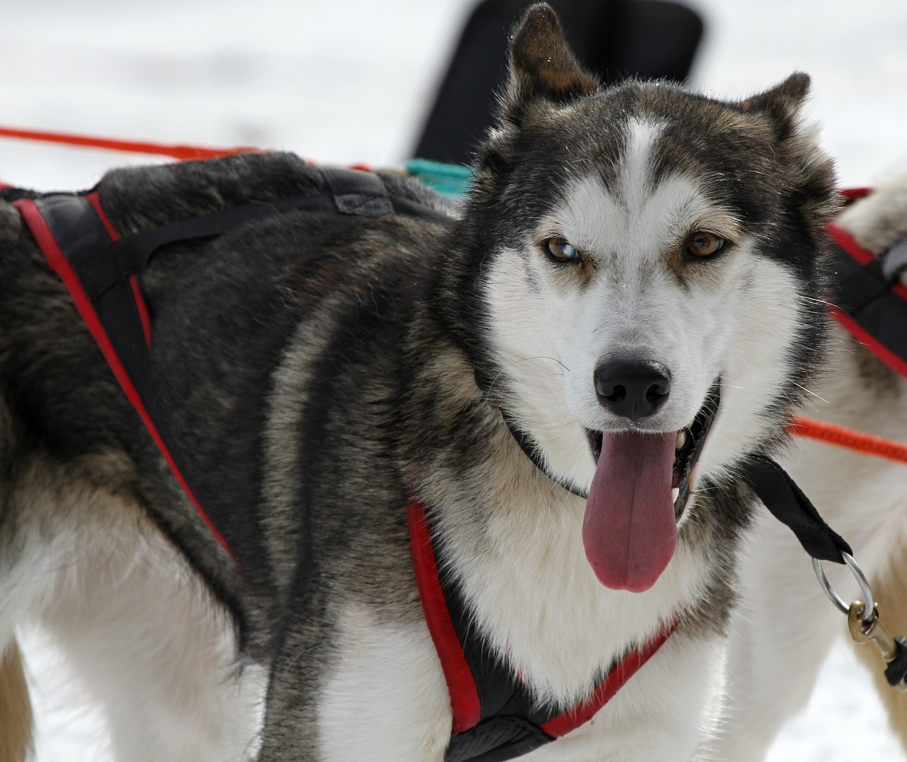 husky dog face free photo