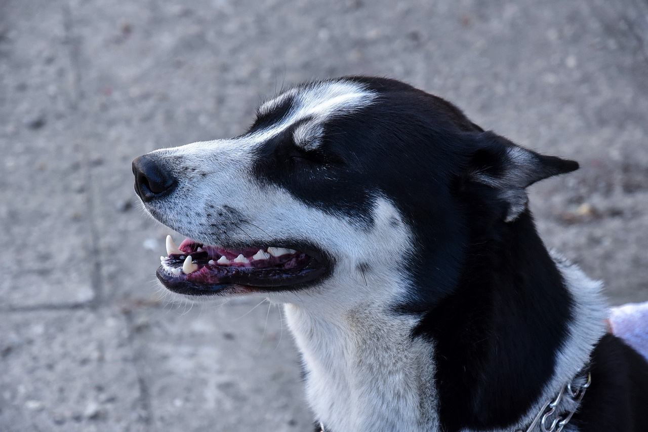 husky dog siberian free photo