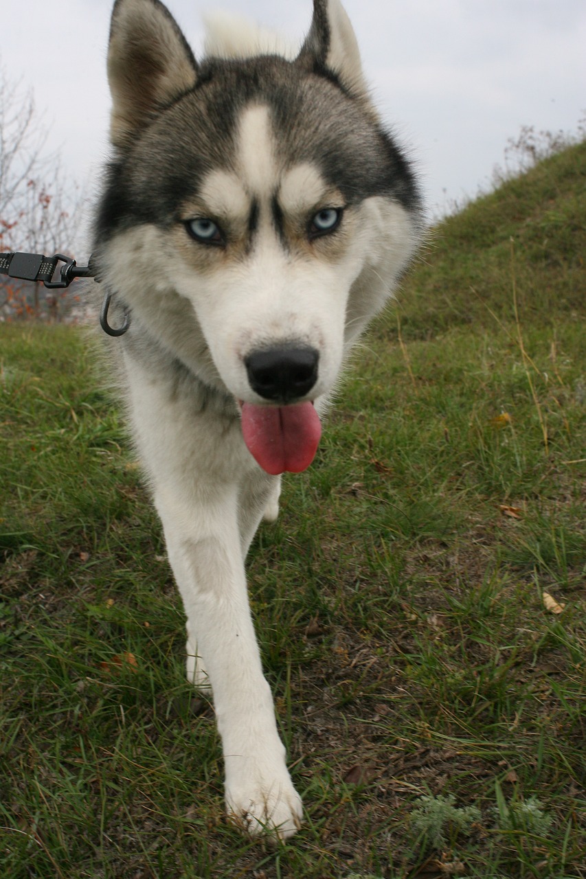 husky siberian dog free photo