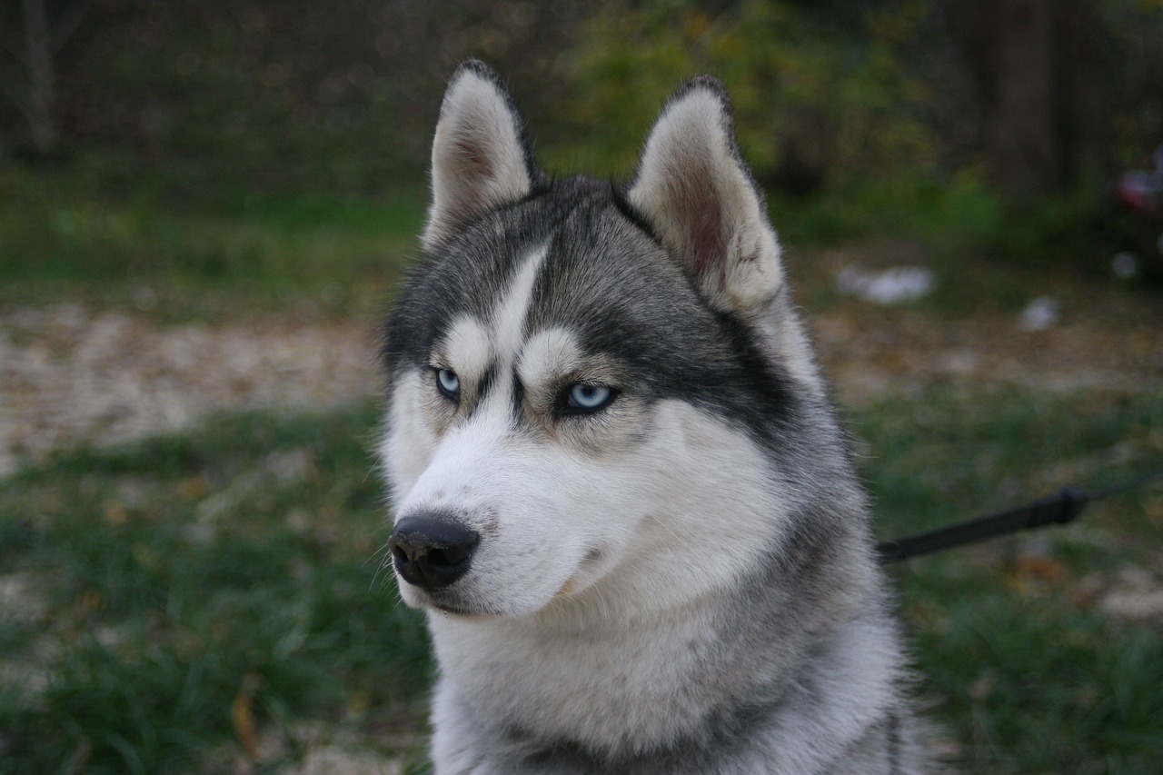 husky blue eyes breeds of dogs free photo