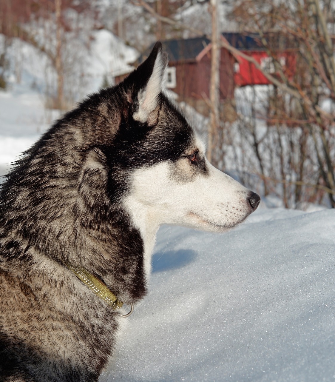 husky  dog  pet free photo