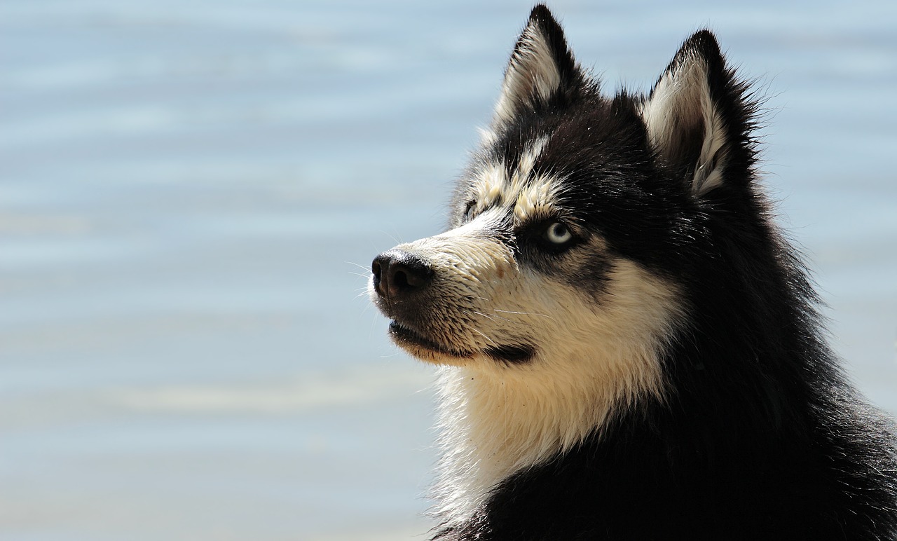 husky  dog  dog breed free photo