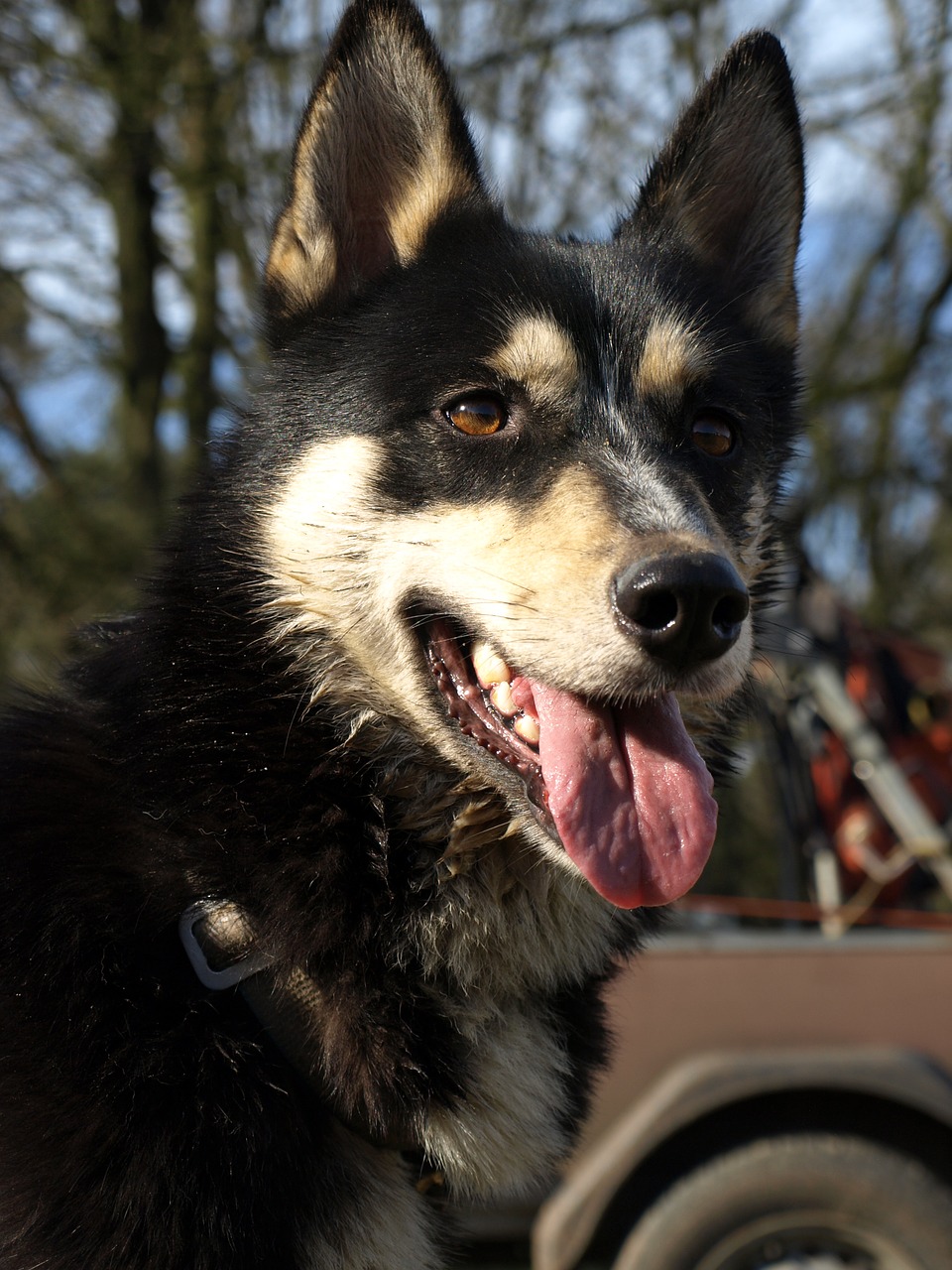 husky  sled dog  portrait free photo