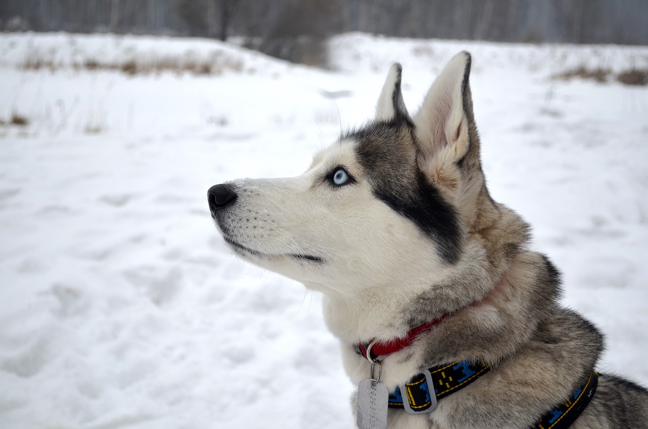 husky  dog  winter free photo