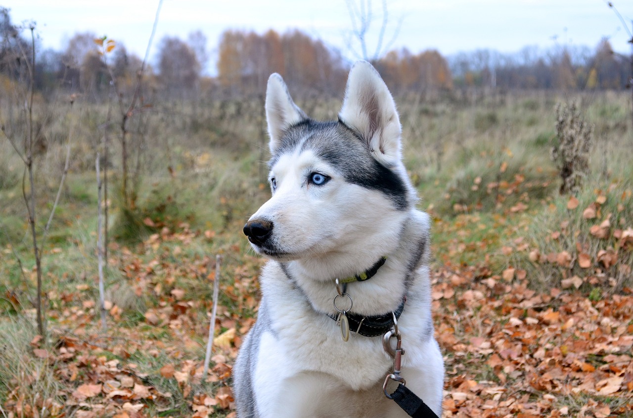 husky  dog  portrait free photo