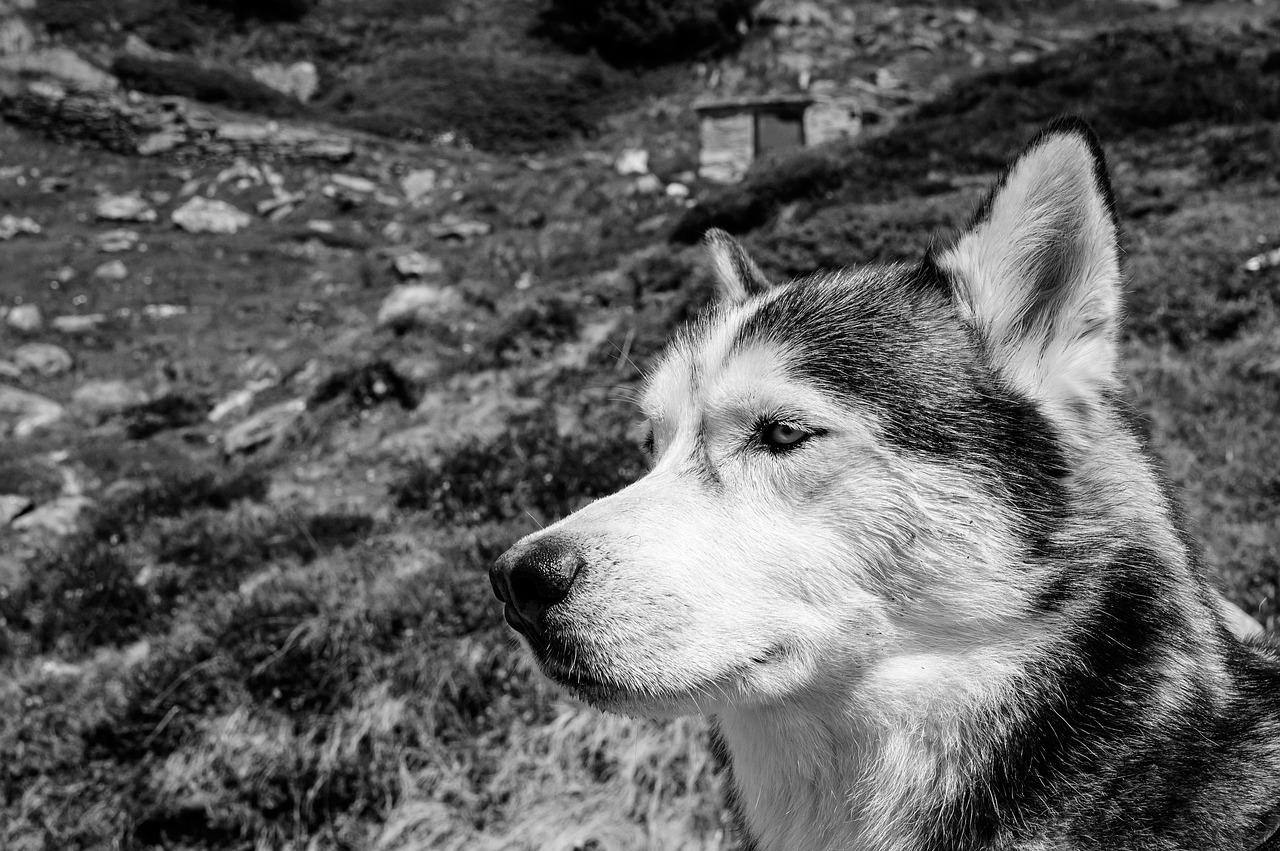 husky  dog  animal free photo