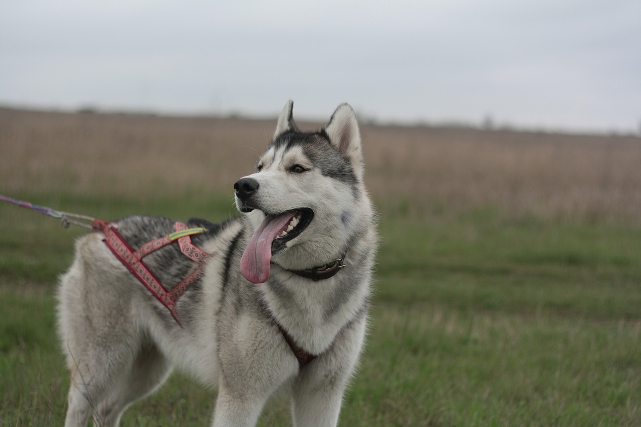 husky dog siberian free photo