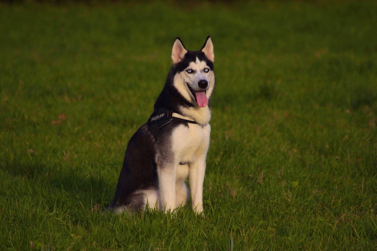 husky sitting pet free photo