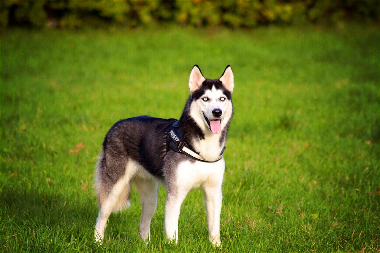 husky siberian dog free photo