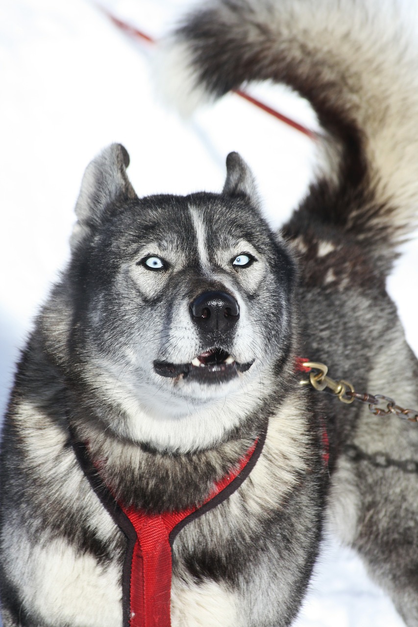 husky dog alps free photo