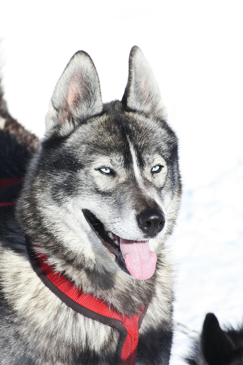 husky dog alps free photo