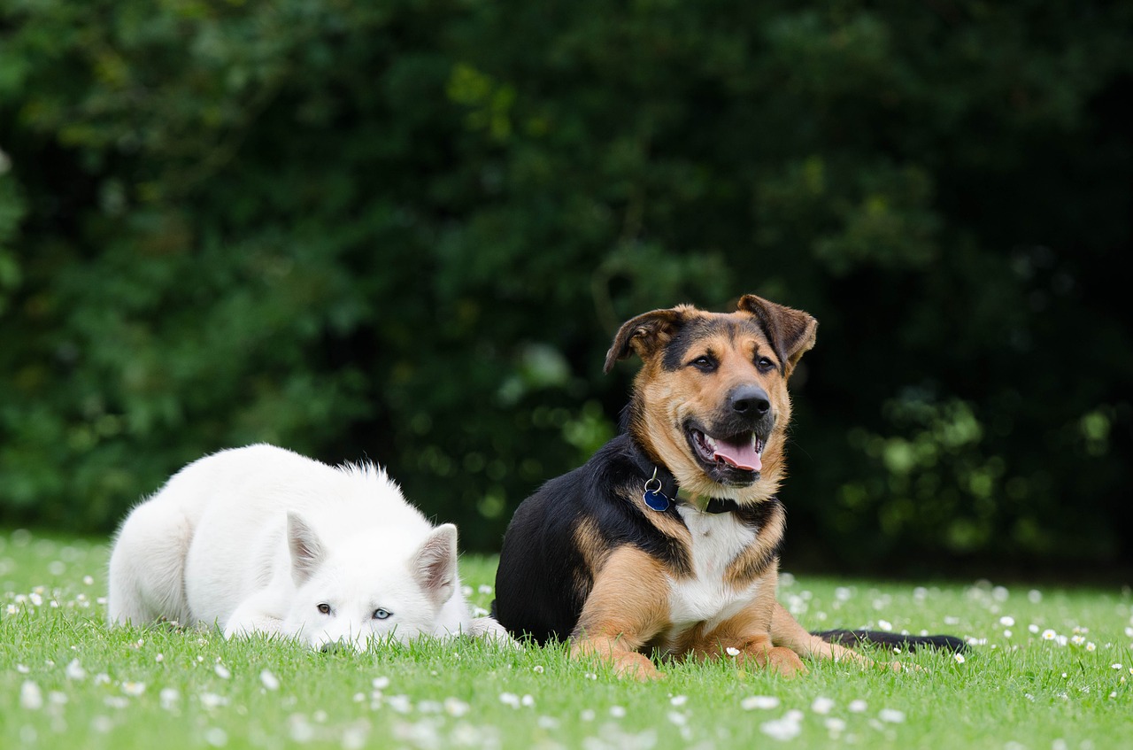 husky hybrid good free photo