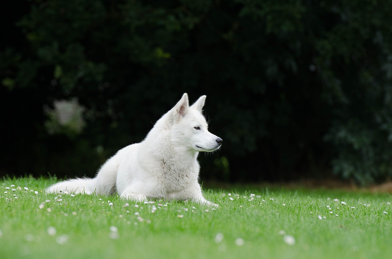 husky lying meadow free photo