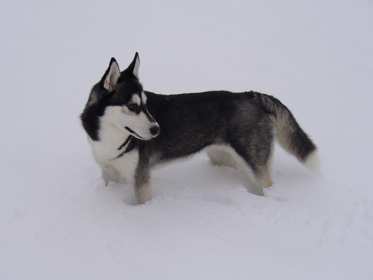 husky snow dog free photo