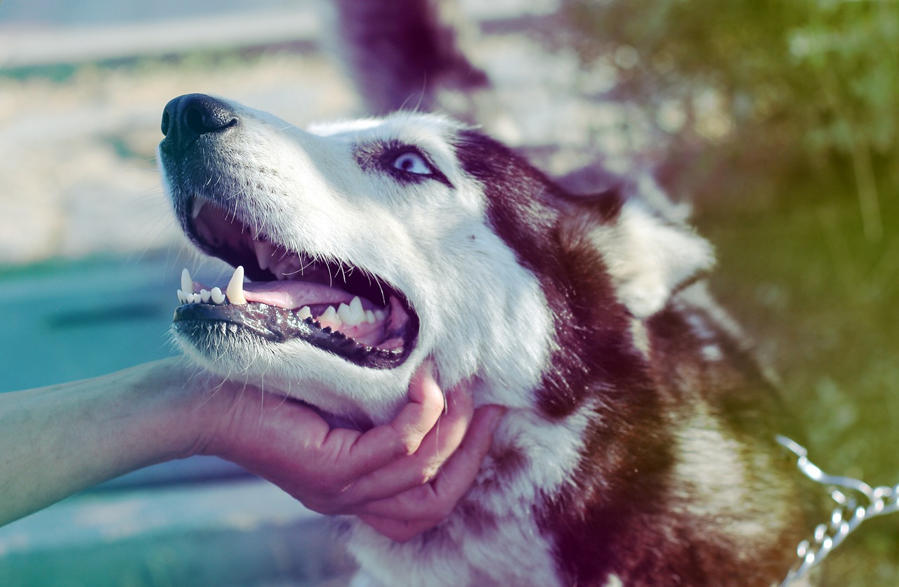 husky dog love free photo