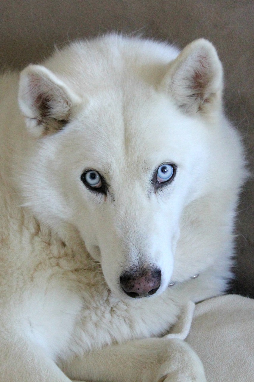 Husky malamute mix store white