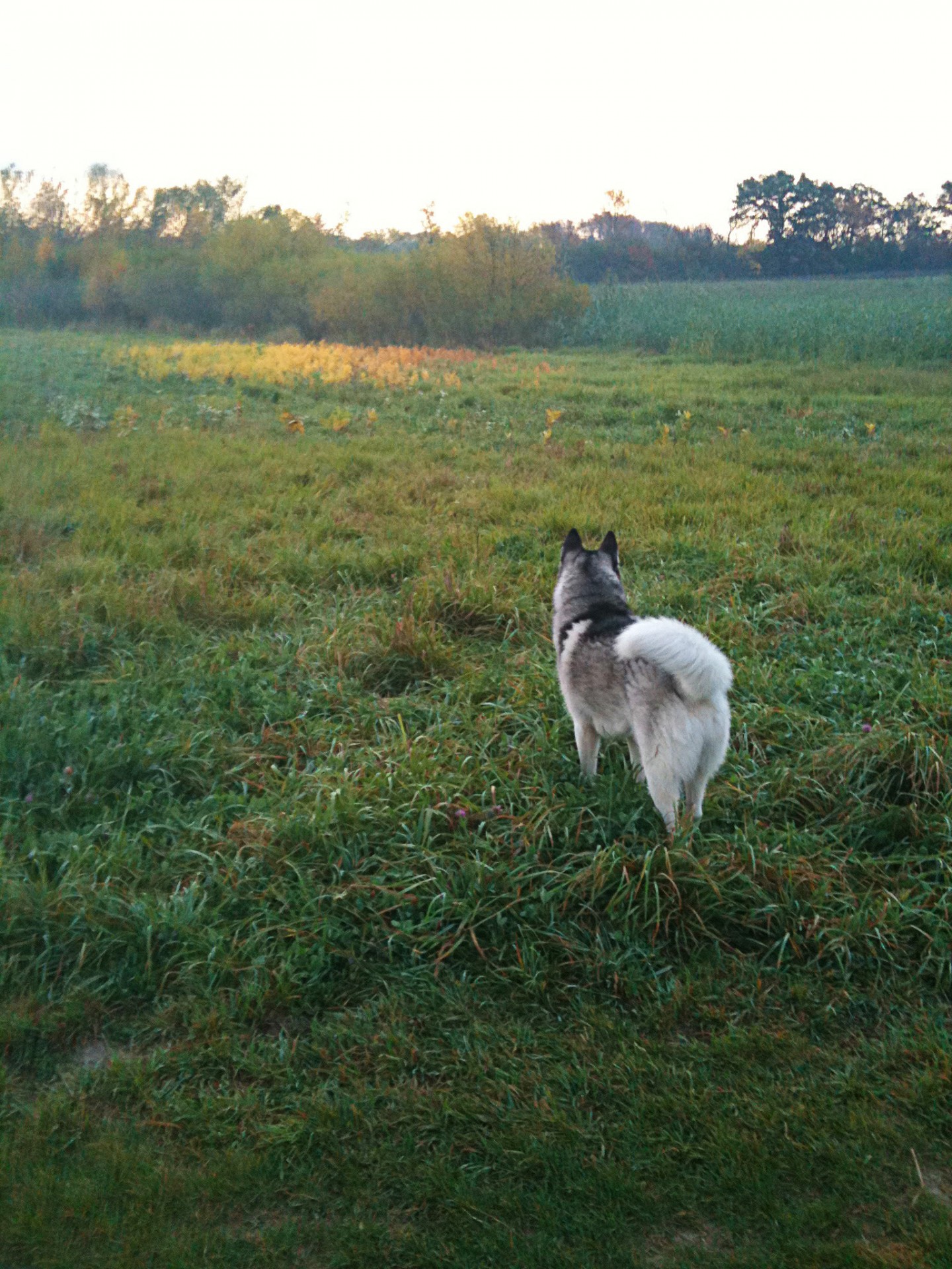 husky dog field free photo