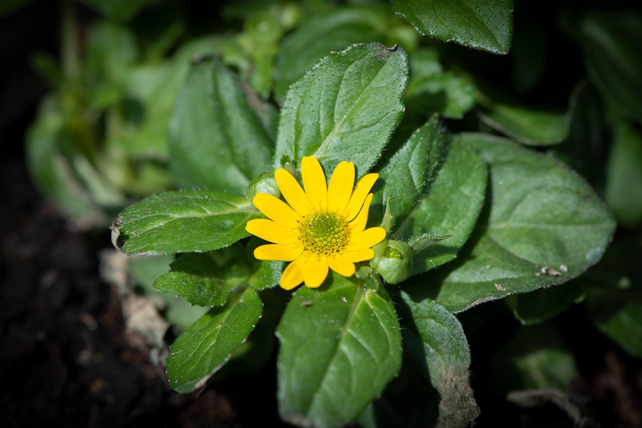 hussar button  flower  yellow free photo