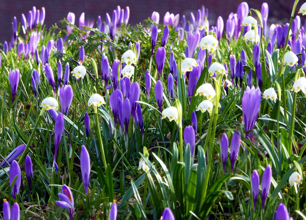 husum spring flowers crocus free photo