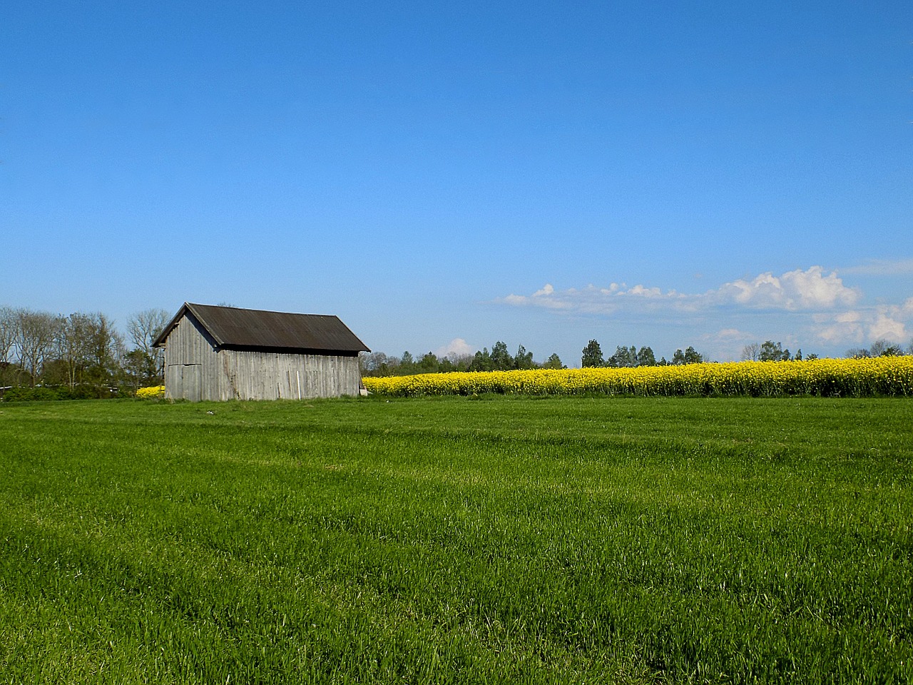 hut nature oilseed rape free photo