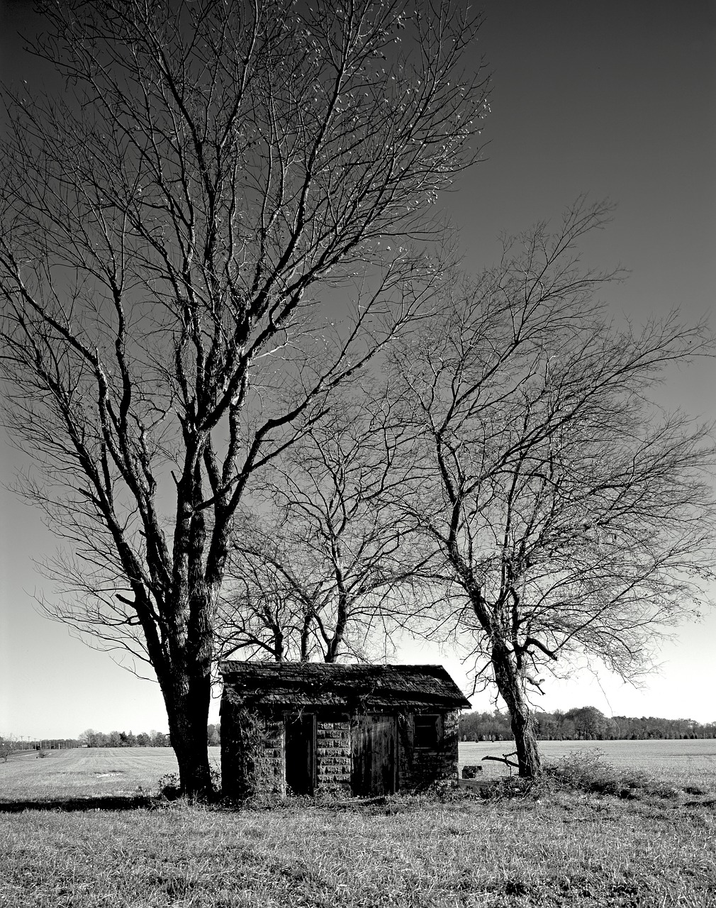 hut tree meadow free photo
