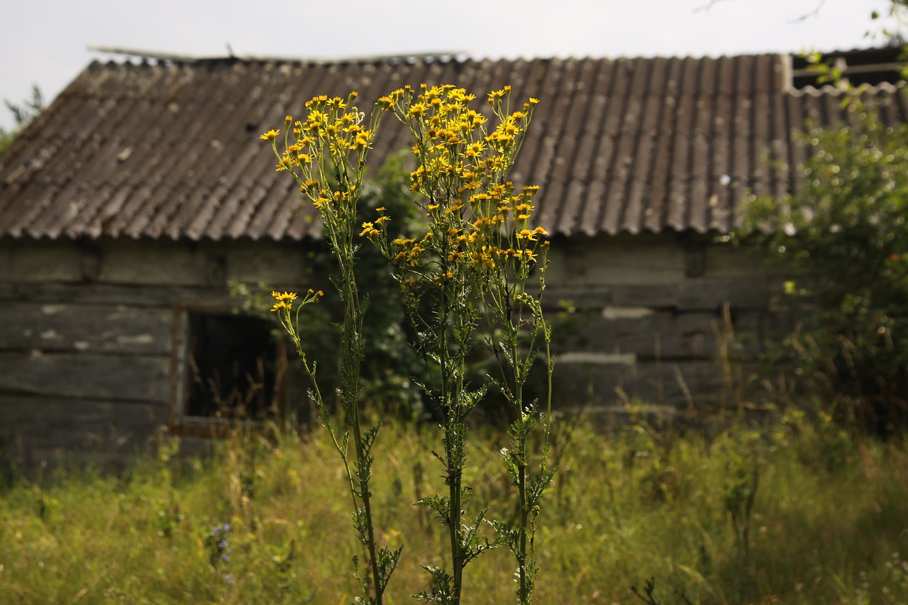 hut forest nature free photo