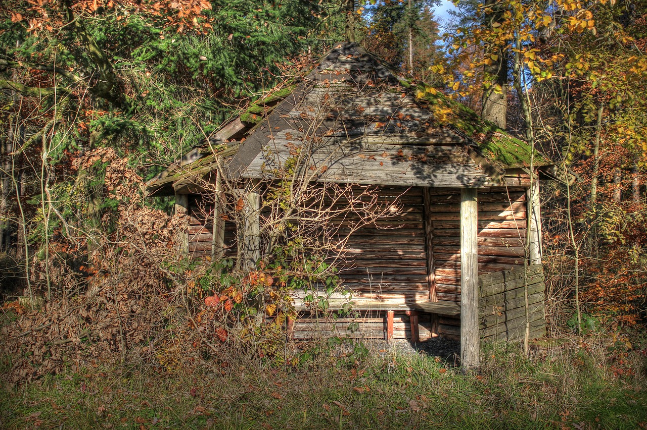 hut forest lapsed free photo