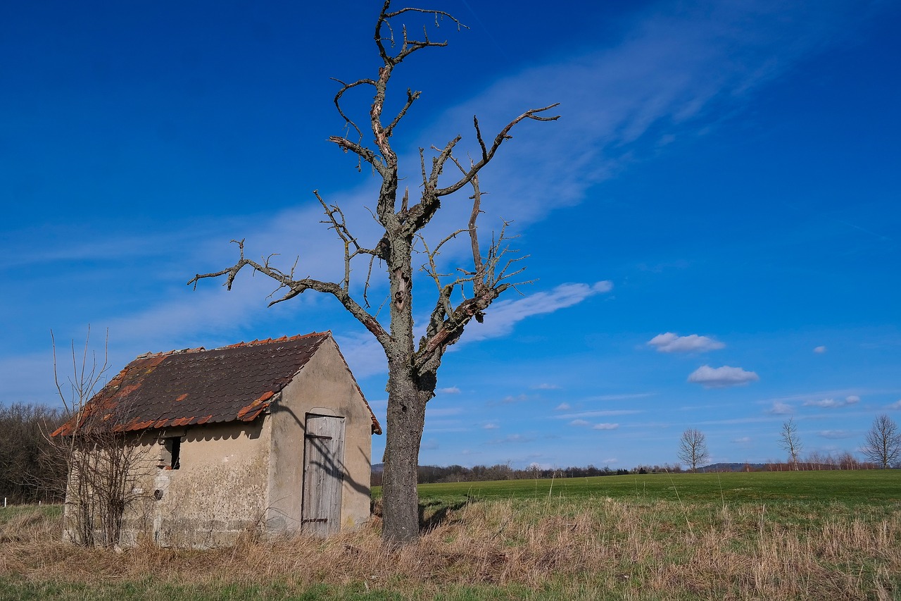 hut  tree  kahl free photo