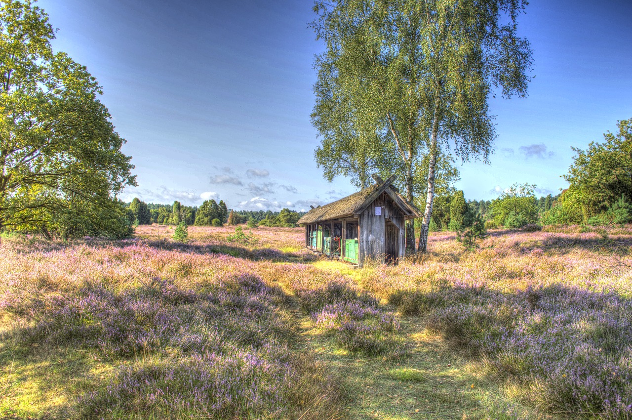 hut lüneburg heath nature free photo