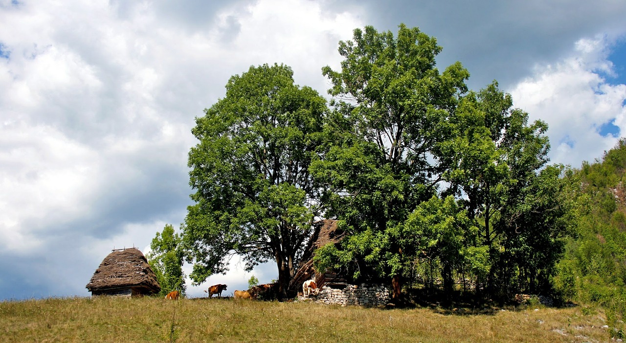 hut countryside trees free photo