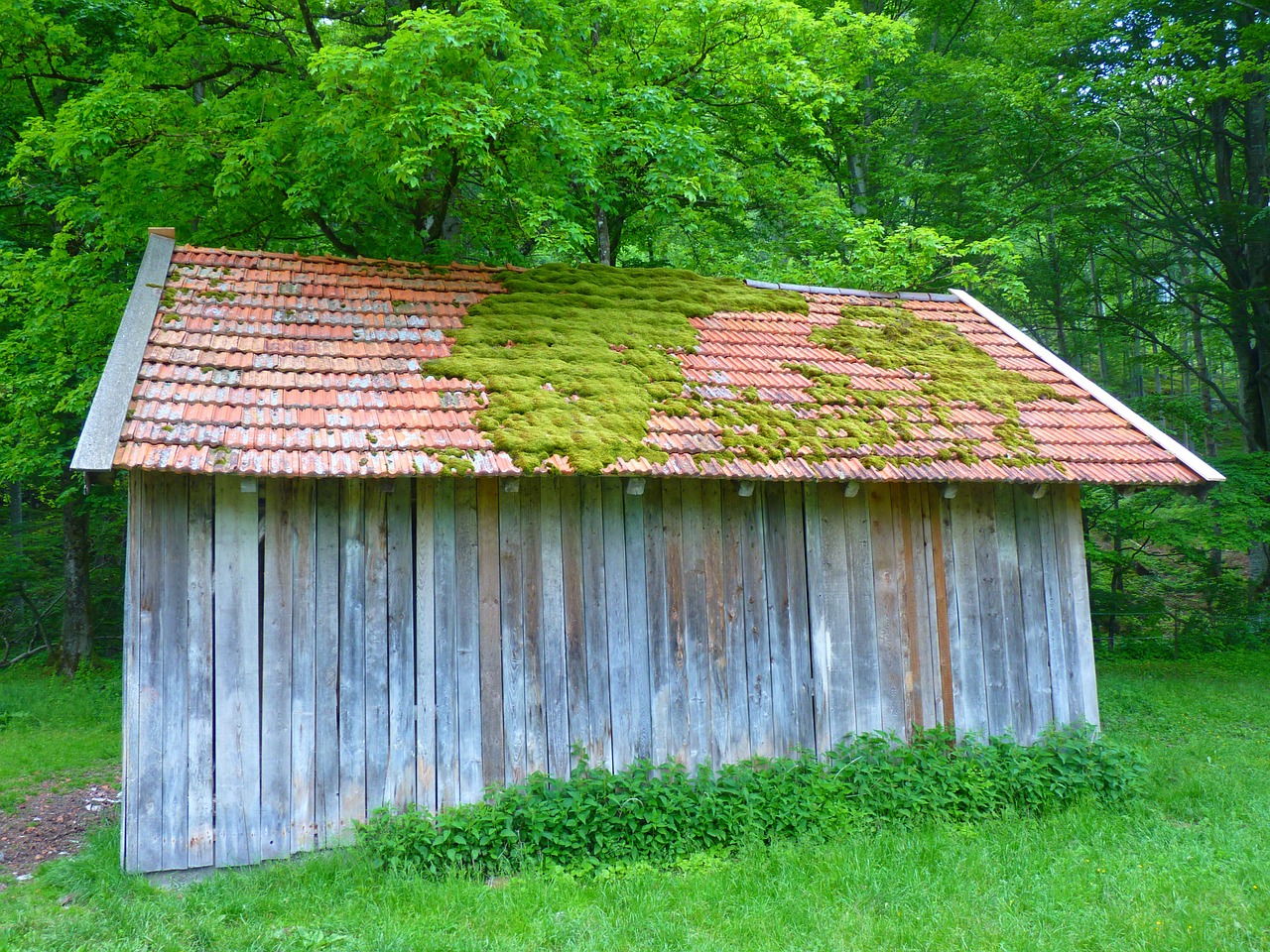 hut roof moss free photo