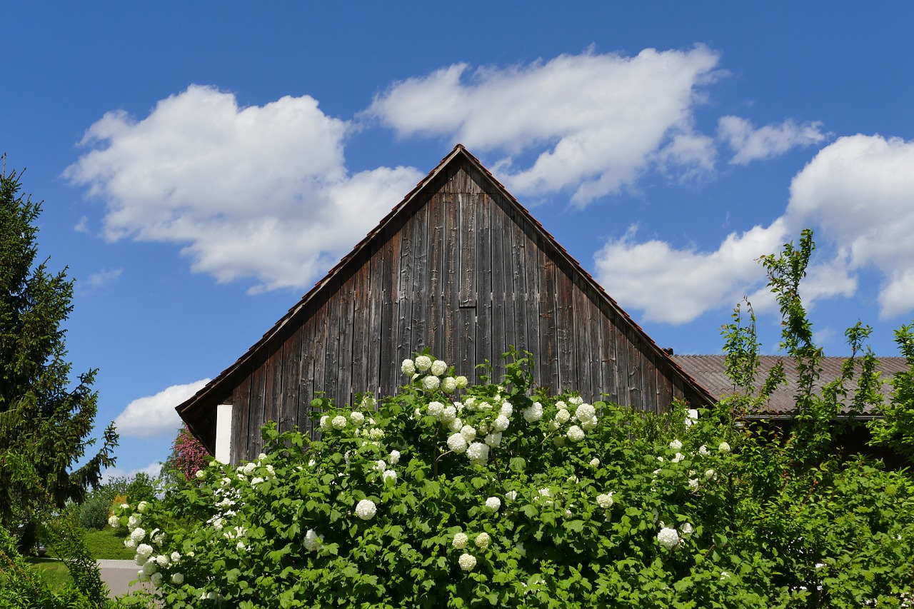 hut flowers beautiful free photo