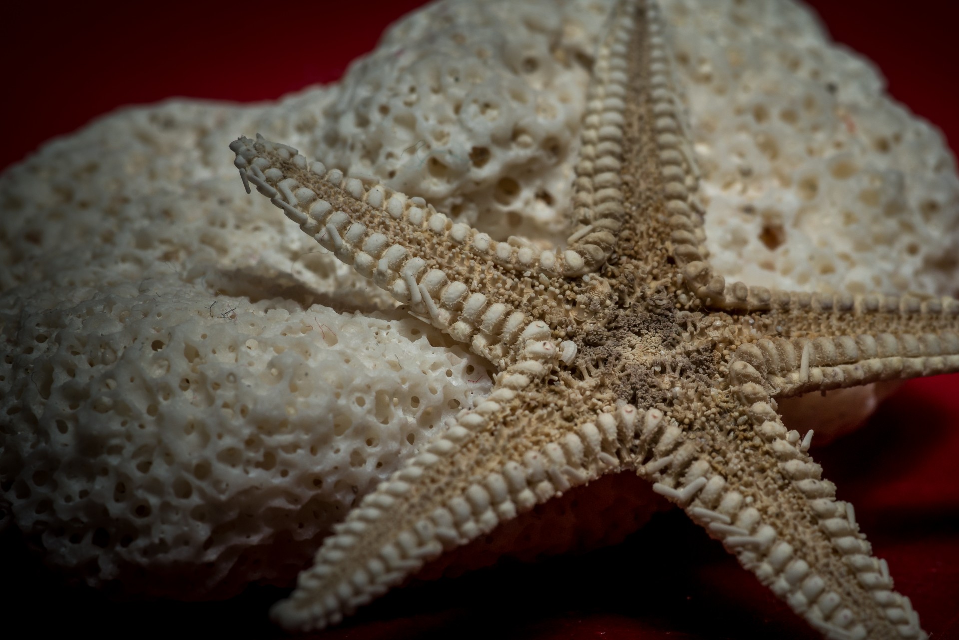 macro starfish sharp coral free photo