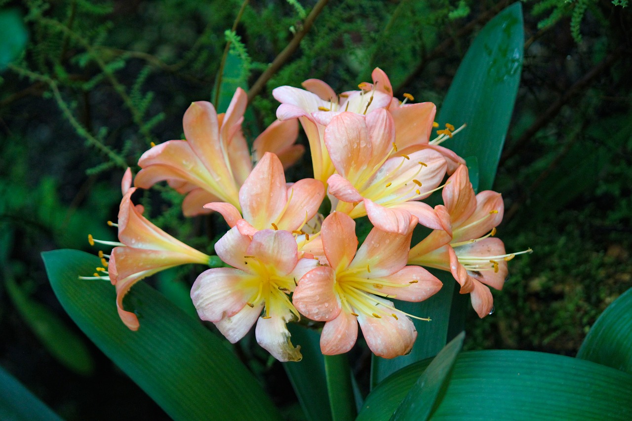 hvězdník  amaryllis  flower free photo