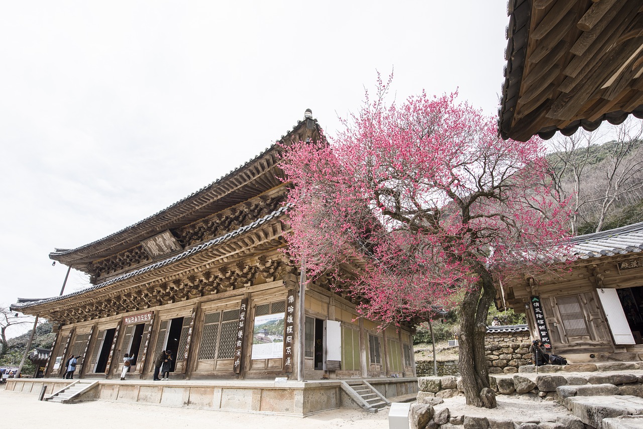 hwaeomsa red plum temple free photo