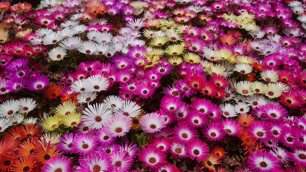 hwasaham livingstone daisy flowers free photo