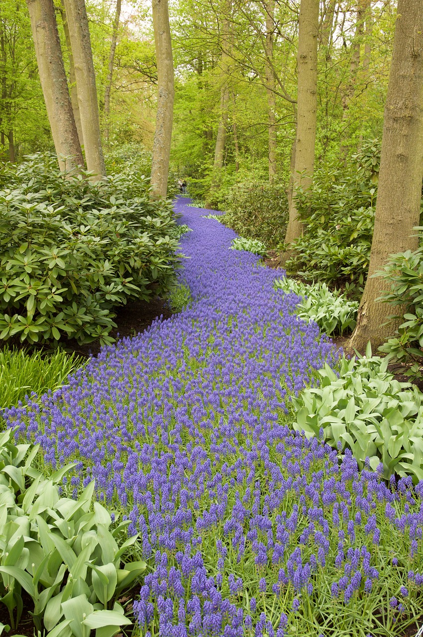 hyacinth grape hyacinth forest path free photo