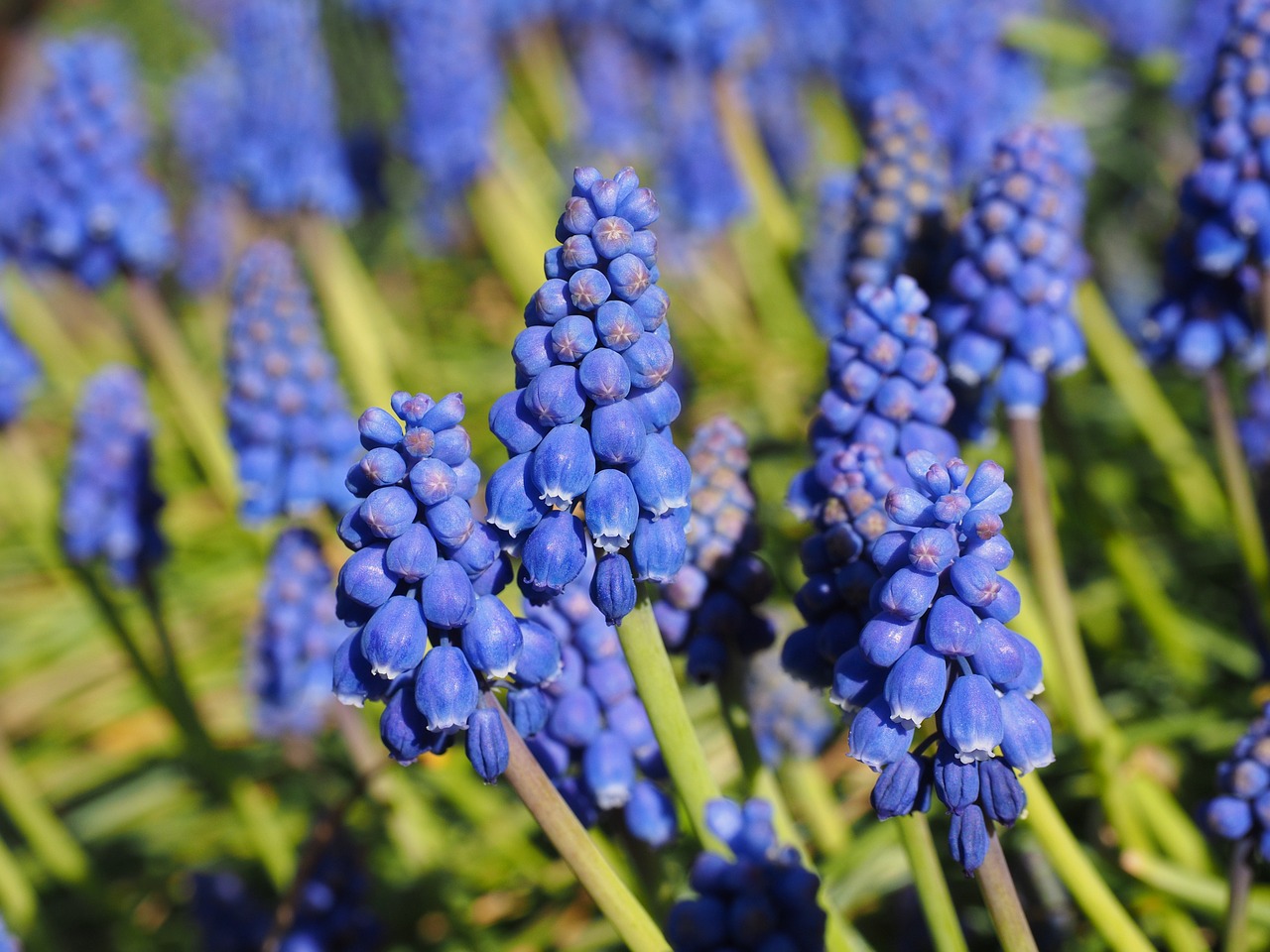 hyacinth muscari common grape hyacinth free photo