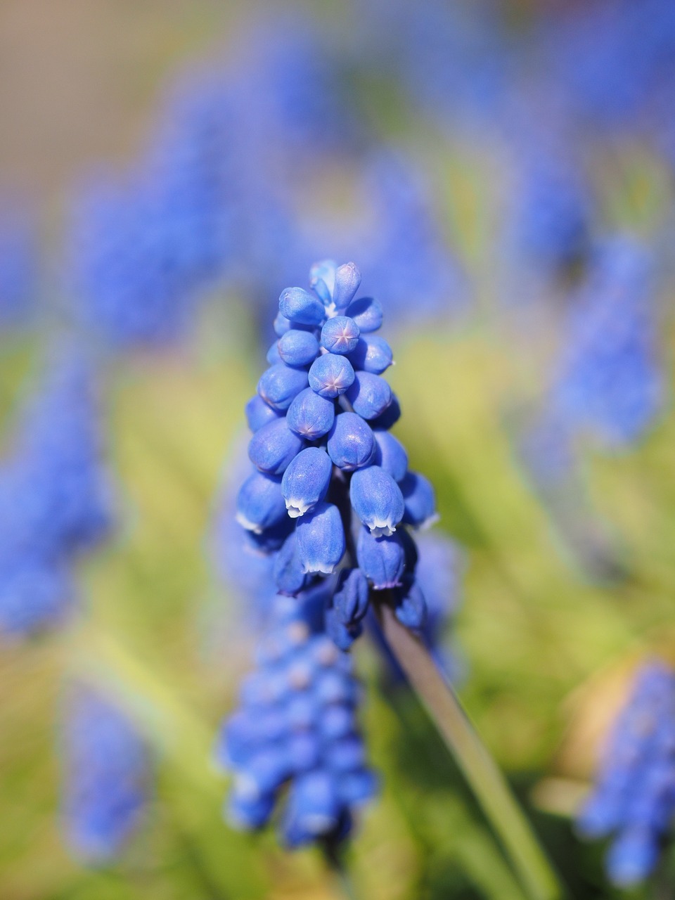 hyacinth muscari common grape hyacinth free photo