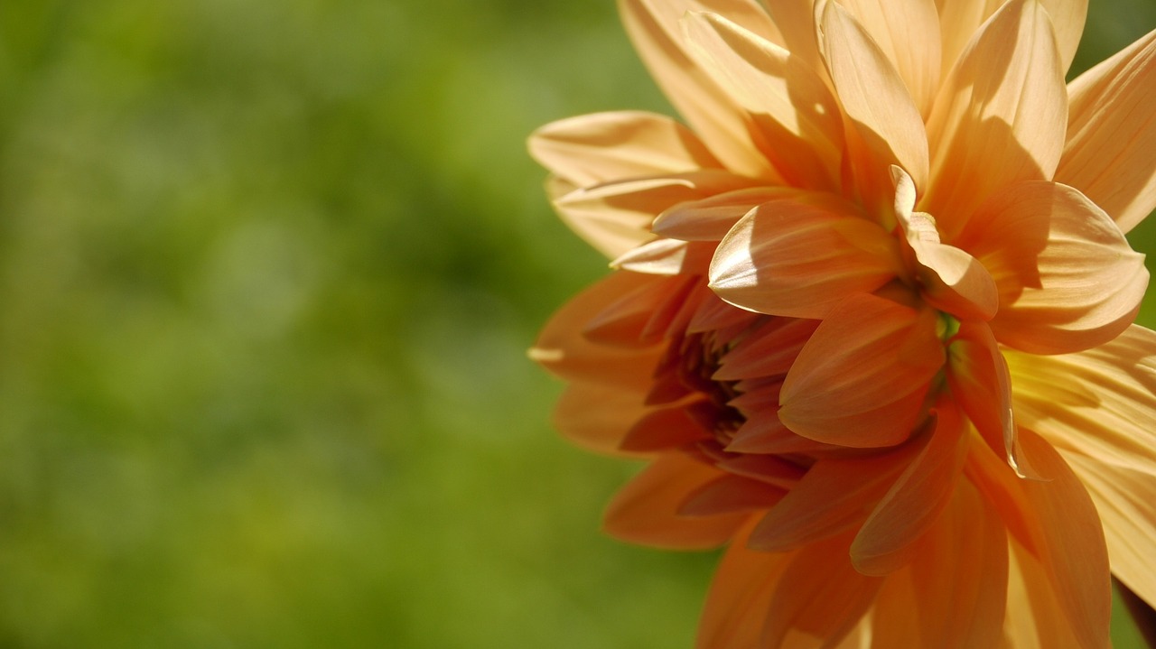 hyacinth flower orange free photo